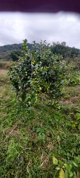 팜모닝 기타작물·자유게시판 게시글 이미지