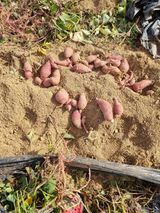 팜모닝 자유주제·자유게시판 게시글 이미지