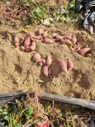 흥부아빠님의 자유주제 · 자유게시판 작성글 사진