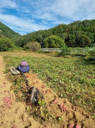 흥부아빠님의 자유주제 · 자유게시판 작성글 사진
