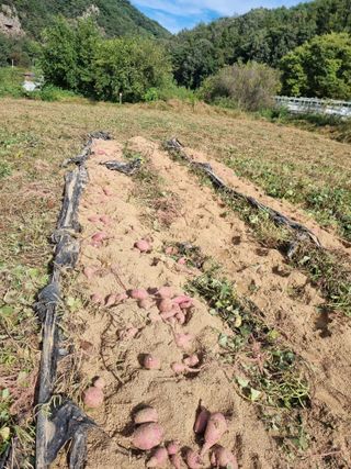 흥부아빠님의 자유주제 · 자유게시판 작성글 사진