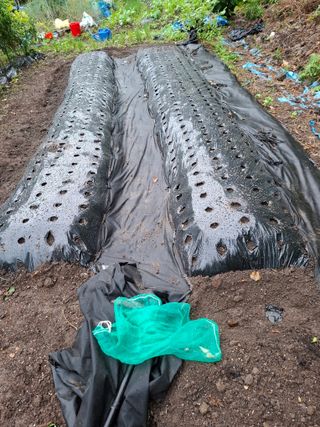 박정미님의 마늘 · 영농일지 작성글 사진