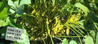 풀잎사랑님의 10월 내 농작물 자랑하기 · 참여글 작성글 사진