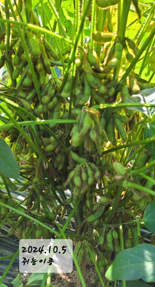 풀잎사랑님의 10월 내 농작물 자랑하기 · 참여글 작성글 사진