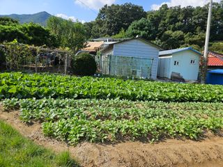 김조영님의 배추 · 영농일지 작성글 사진