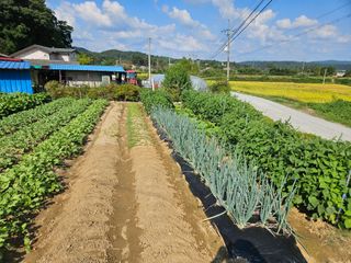 김조영님의 기타작물 · 영농일지 작성글 사진