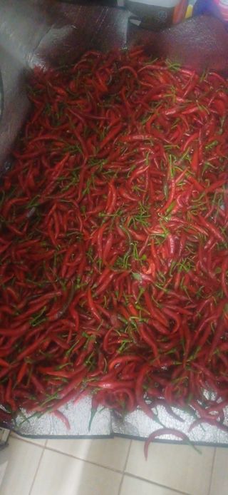 초보퍼머5도2촌준비님의 10월 내 농작물 자랑하기 · 참여글 작성글 사진