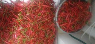 초보퍼머5도2촌준비님의 10월 내 농작물 자랑하기 · 참여글 작성글 사진