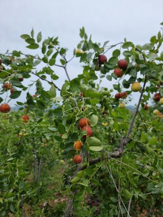 유재현님의 10월 내 농작물 자랑하기 · 참여글 작성글 사진