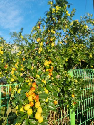 유재현님의 10월 내 농작물 자랑하기 · 참여글 작성글 사진