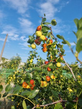 유재현님의 10월 내 농작물 자랑하기 · 참여글 작성글 사진