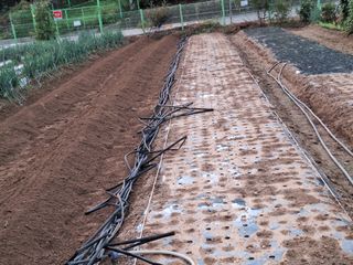 김광수님의 마늘 · 영농일지 작성글 사진