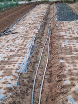 김광수님의 마늘 · 영농일지 작성글 사진