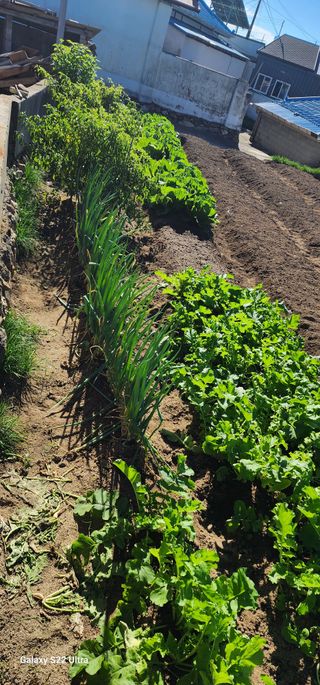 장명장님의 10월 내 농작물 자랑하기 · 참여글 작성글 사진