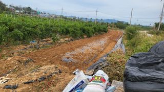 조미숙님의 마늘 · 영농일지 작성글 사진