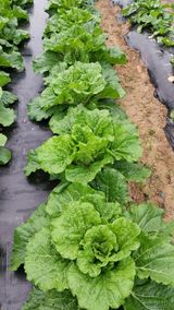 팜모닝 배추·영농일지 게시글 이미지