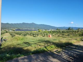 포항태추감님의 감 · 자유게시판 작성글 사진