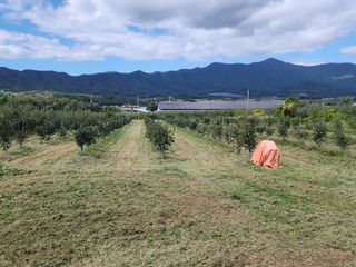 포항태추감님의 감 · 자유게시판 작성글 사진