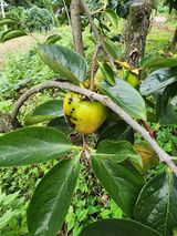 팜모닝 감·병해충상담 게시글 이미지