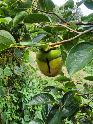 구자형님의 감 · 병해충상담 작성글 사진