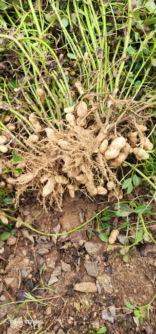 28 268 HQ님의 10월 내 농작물 자랑하기 · 참여글 작성글 사진