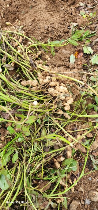 28 268 HQ님의 10월 내 농작물 자랑하기 · 참여글 작성글 사진