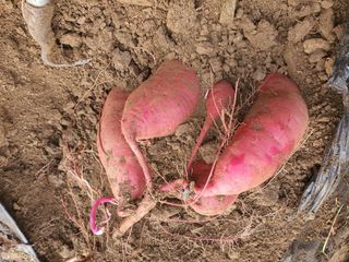 이재영님의 자유주제 · 자유게시판 작성글 사진