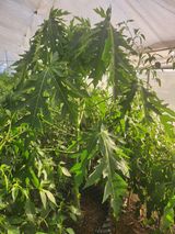 팜모닝 기타작물·영농일지 게시글 이미지