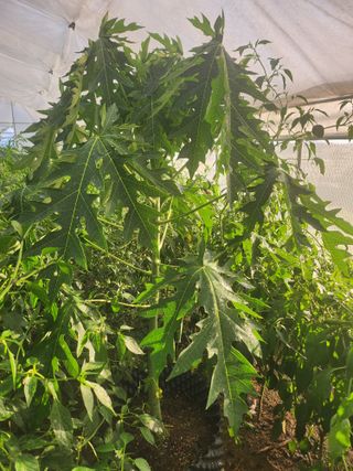 I am 조익성님의 기타작물 · 영농일지 작성글 사진