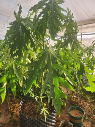 I am 조익성님의 기타작물 · 영농일지 작성글 사진