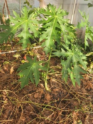 I am 조익성님의 기타작물 · 영농일지 작성글 사진