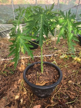 I am 조익성님의 기타작물 · 영농일지 작성글 사진