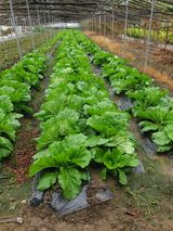 팜모닝 배추·영농일지 게시글 이미지