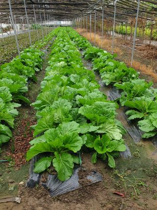 김화연님의 배추 · 영농일지 작성글 사진