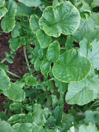 장경식님의 기타작물 · 병해충상담 작성글 사진