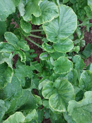 장경식님의 기타작물 · 병해충상담 작성글 사진