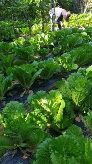 마늘양파참님의 배추 · 영농일지 작성글 사진