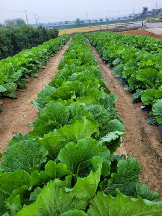 커피나무님의 배추 · 영농일지 작성글 사진