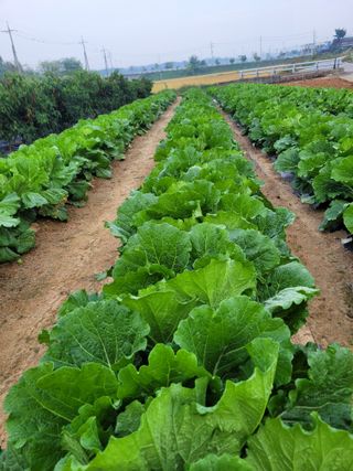 커피나무님의 배추 · 영농일지 작성글 사진