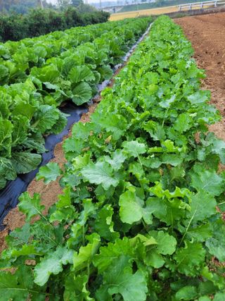 커피나무님의 배추 · 영농일지 작성글 사진