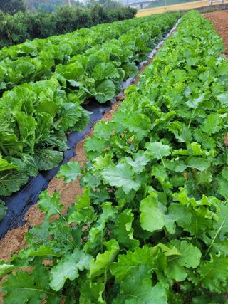 커피나무님의 배추 · 영농일지 작성글 사진