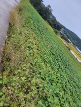 팜모닝 고구마·영농일지 게시글 이미지