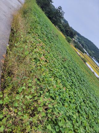 김화연님의 고구마 · 영농일지 작성글 사진