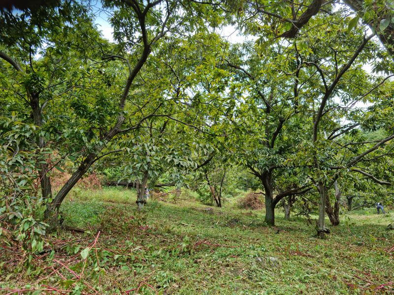 짱짱농원 송윤호님의 장터 판매 상품 [무농약 옥광밤 ] 첨부 사진