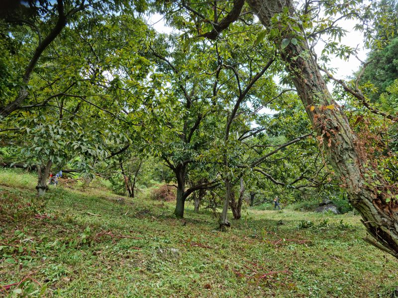 짱짱농원 송윤호님의 장터 판매 상품 [무농약 옥광밤 ] 첨부 사진