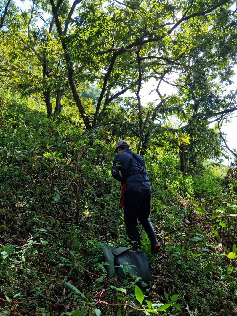 짱짱농원 송윤호님의 장터 판매 상품 [무농약 옥광밤 ] 첨부 사진
