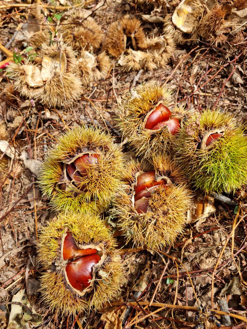 짱짱농원 송윤호님의 장터 판매 상품 [무농약 옥광밤 ] 첨부 사진