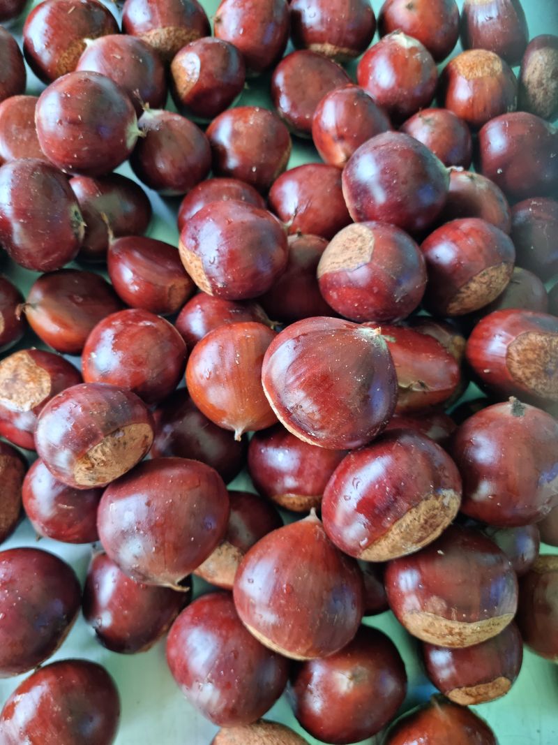 짱짱농원 송윤호님의 장터 판매 상품 [무농약 옥광밤 ] 첨부 사진