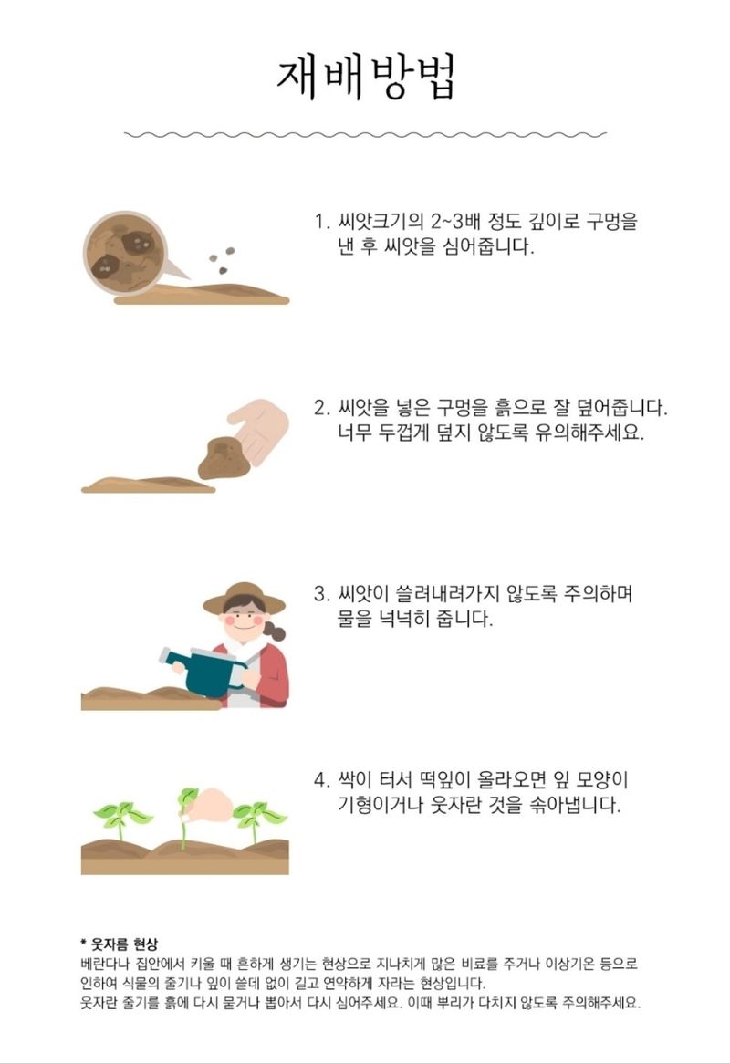 대산농사대장님의 장터 판매 상품 [땅딸이시금치 400g 대용량 재래종 월동시금치] 첨부 사진