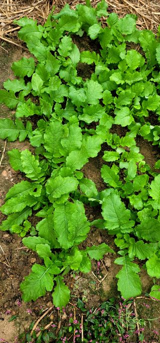 범이님의 10월 내 농작물 자랑하기 · 참여글 작성글 사진